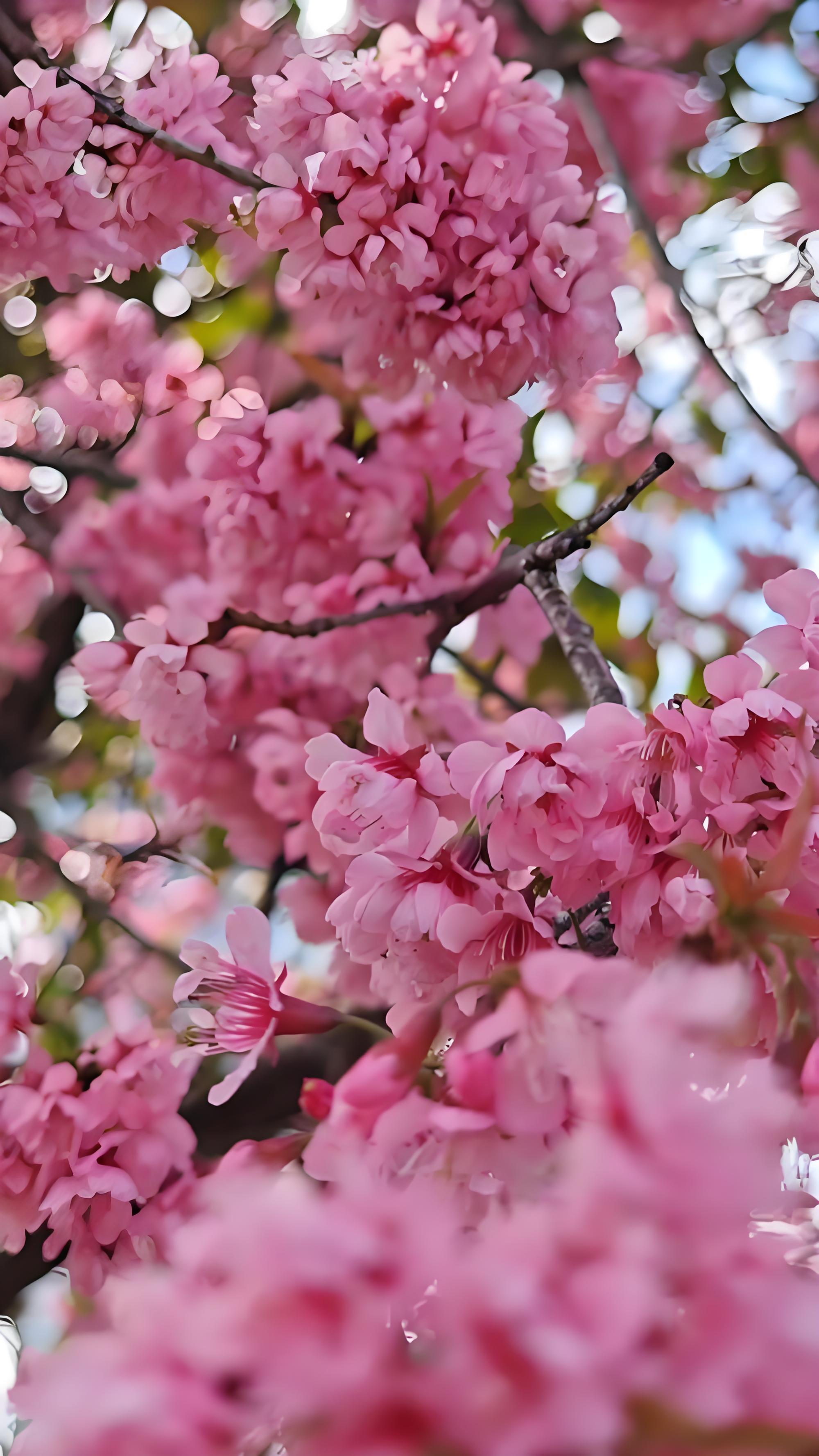 Cherry Blossoms Background